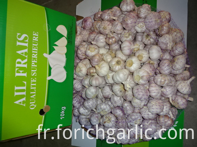 Fresh Best Quality Normal Garlic